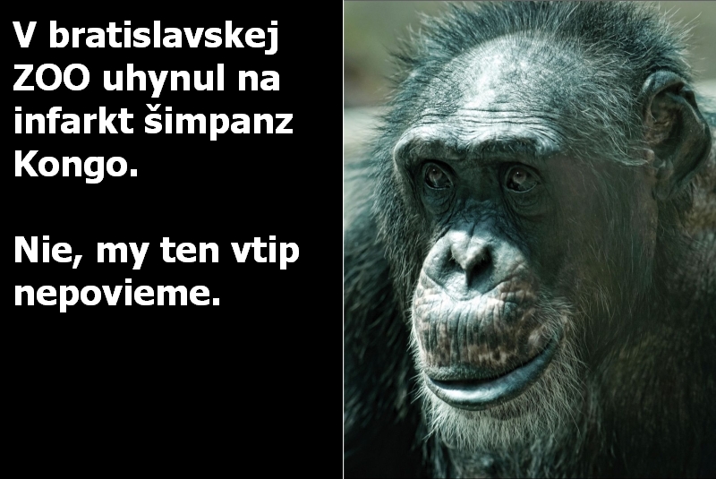 V bratislavskej ZOO uhynul na infarkt šimpanz Kongo. Nie, my ten vtip nepovieme.