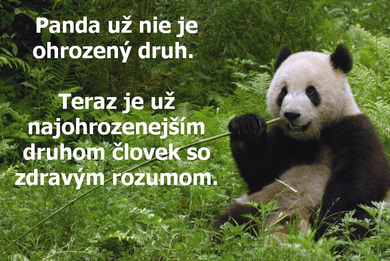 Panda už nie je ohrozený druh. Teraz je už najohrozenejším druhom človek so zdravým rozumom.